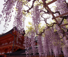 Kasuga Taisha Shrine